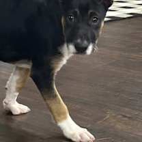 Thumbnail photo of Marley #1