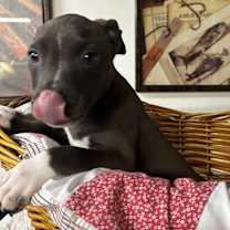 Thumbnail photo of Uno #2