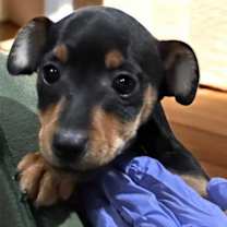 Thumbnail photo of Zora #1