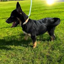 Thumbnail photo of S’mores #2