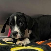 Thumbnail photo of Xylophone/Cooper #1