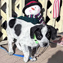 Thumbnail photo of Starr #4