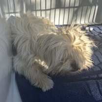 Thumbnail photo of fluffy-ADOPTED #2