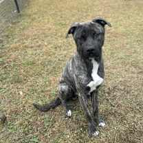 Thumbnail photo of Leo #1