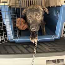 Thumbnail photo of Leo #2