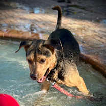 Thumbnail photo of Bear #3