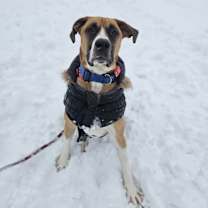 Thumbnail photo of Rocco #1