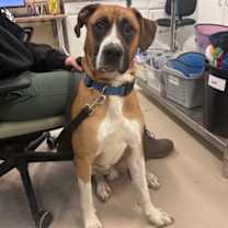 Thumbnail photo of Rocco #2