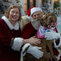 Thumbnail photo of Pigeon - SPONSORED FEE! #1