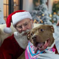 Thumbnail photo of Pigeon - SPONSORED FEE! #2