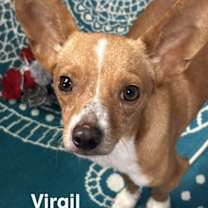 Thumbnail photo of Virgil #2