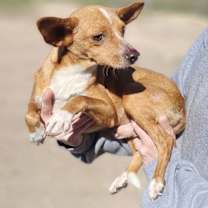 Thumbnail photo of Virgil #4