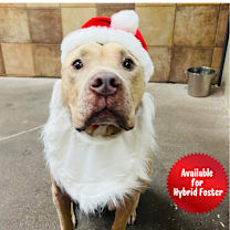 Thumbnail photo of Hank #1