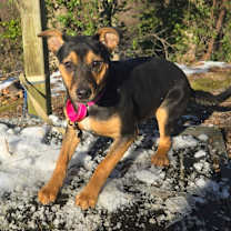 Thumbnail photo of Holly #1