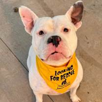 Thumbnail photo of Petunia #1