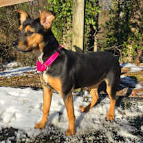 Thumbnail photo of Holly #3