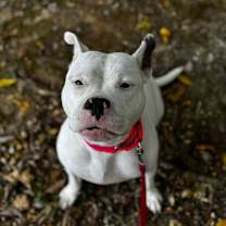 Thumbnail photo of Petunia #3