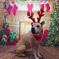 Thumbnail photo of Athena #1