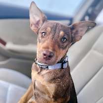 Thumbnail photo of Brie #1