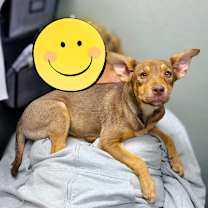 Thumbnail photo of Brie #3