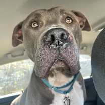 Thumbnail photo of Snoop #4