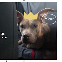 Thumbnail photo of junebug #1