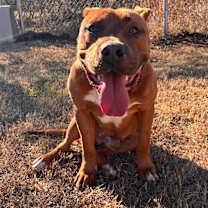 Thumbnail photo of Cypress #1