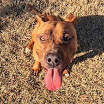 Thumbnail photo of Cypress #3