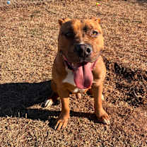 Thumbnail photo of Cypress #4