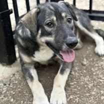 Thumbnail photo of Suga #1