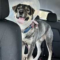 Thumbnail photo of Suga #3