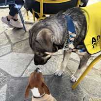 Thumbnail photo of Suga #4