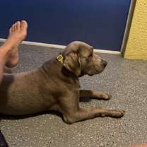 Thumbnail photo of Beckett #3