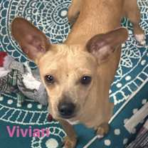 Thumbnail photo of Vivian #3