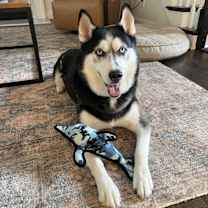 Thumbnail photo of Jasper #1