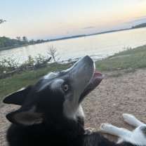 Thumbnail photo of Jasper #2