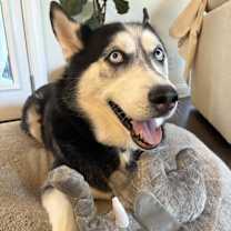 Thumbnail photo of Jasper #3