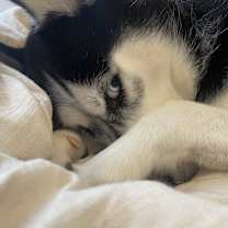 Thumbnail photo of Jasper #4