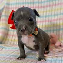 Thumbnail photo of Ringo Beatle #1