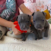 Thumbnail photo of Ringo Beatle #2