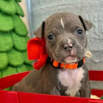 Thumbnail photo of Ringo Beatle #3