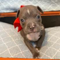 Thumbnail photo of Ringo Beatle #4