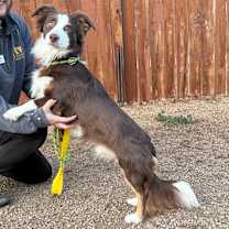 Thumbnail photo of Capicola #1