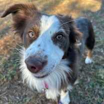 Thumbnail photo of Capicola #4