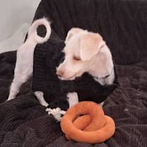 Thumbnail photo of JOSIE #3