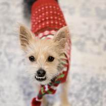 Thumbnail photo of Ares #2