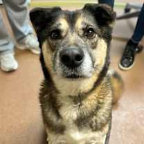 Thumbnail photo of Walnut #2