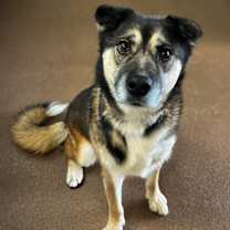 Thumbnail photo of Walnut #3