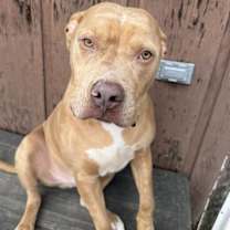 Thumbnail photo of POSEY #3