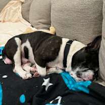 Thumbnail photo of Two Front Teeth #2